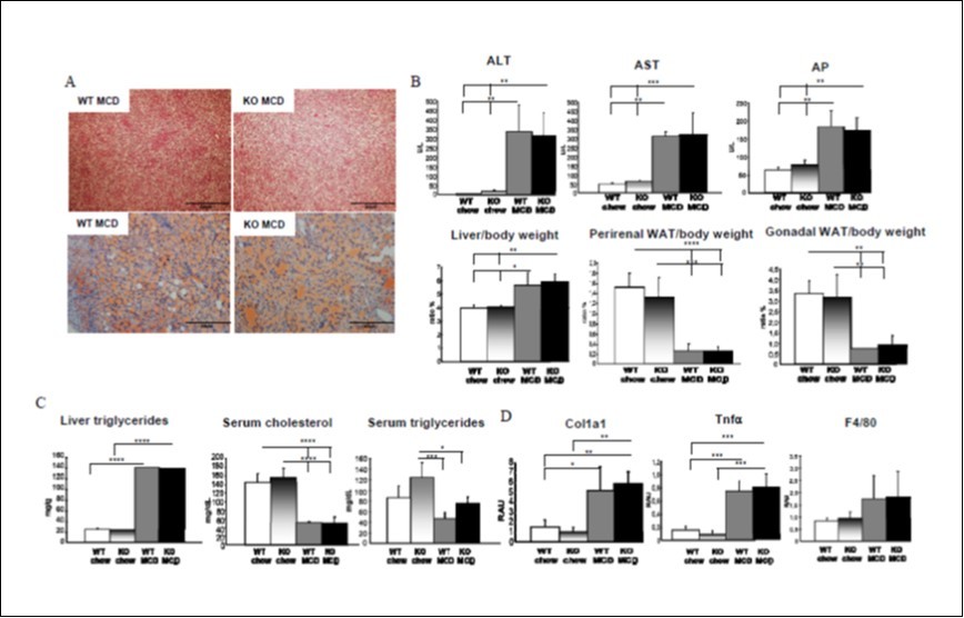 Figure 1. Pnpla3/Adiponutrin deficiency does not affect hepatic steatosis, inflammation and fibrosis in response to MCD diet. A: H&E and Oil red O staining demonstrated a similar increase in lipid droplet following MCD feeding in WT- and KO-MCD fed mice (n=5). B: MCD feeding increased serum liver enzymes ALT, AST, AP and liver weight to body weight ratio to similar extent compared to chow-fed mice. MCD diet decreased perirenal and gonadal white adipose tissue to body weight ratio, in a similar way in WT- and KO-MCD fed mice. C: hepatic triglycerides increased to the same magnitude in both WT- and KO-MCD fed mice, while MCD diet decreased to the same extent serum cholesterol and triglycerides in WT and Pnpla3 KO. D: Col1a1 and TNFα expression increased upon MCD feeding to the same extent in WT and Pnpla3 KO. F4/80 expression was unchanged.
