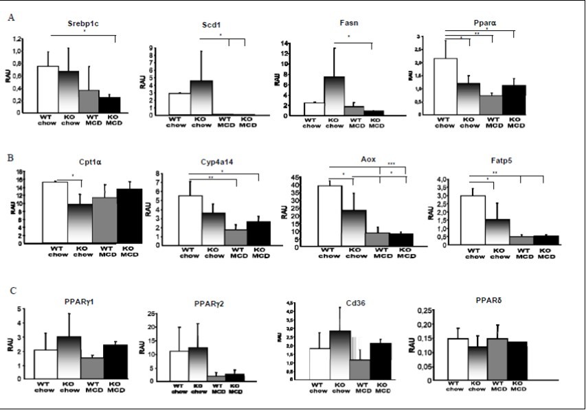 Figure 2. PNPLA3 does not affect liver gene expression involved in de novo lipogenesis, fatty acid oxidation and uptake. A: MCD diet reduced the expression of SREBP1c, SCD-1 and FASN in WT and Pnpla3 KO. FASN and SCD-1 expressions were statistically reduced in Pnpla3 KO mice fed with MCD but not in WT. PPARα expression was reduced by MCD diet in WT but not in KO mice, while its expression was lowered at baseline in KO compared to WT chow-fed. B: CPT1α expression was reduced in Pnpla3 KO compared to WT fed with chow diet. CYP4A14 expression was reduced in WT mice upon MCD feeding. AOX gene expression was repressed by MCD feeding in WT and Pnpla3 KO, while WT mice on chow diet had significantly higher AOX expression than KO. MCD diet reduced FATP5 expression in a similar way in WT and Pnpla3 KO, but FATP5 expression was lowered in KO under chow diet compared to WT. C: The gene expression of CD36, PPARg1, PPARg2 and PPARd remained unchanged by MCD diet in WT and Pnpla3 KO (n=5 per group).