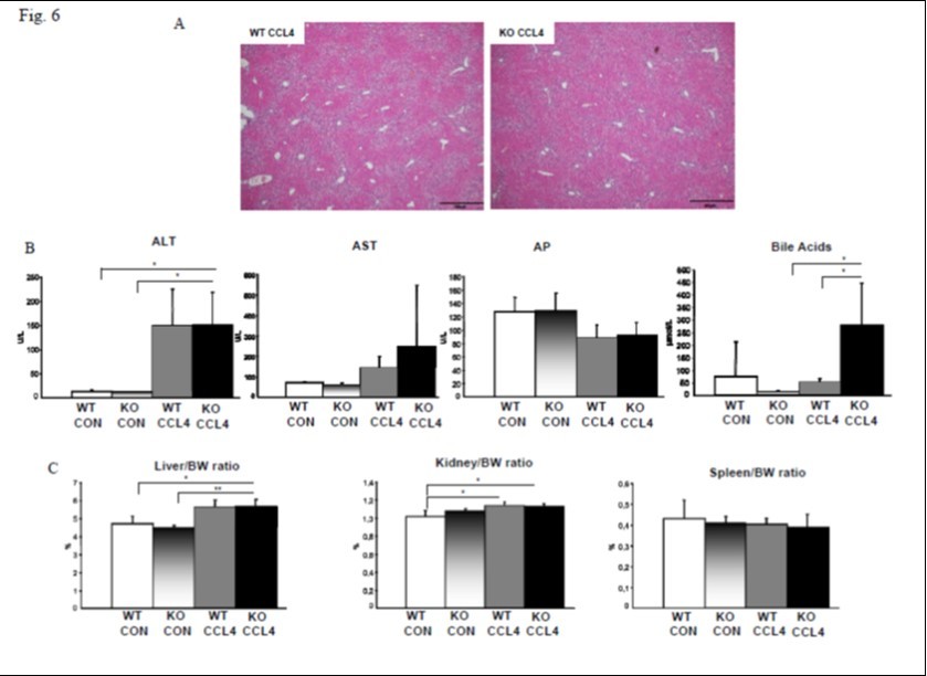Figure 6. PNPLA3 does not mitigate nor worsen CCl4 induced inflammation and fibrosis. Fig6A. H&E staining revealed an increase in fibrotic areas in the liver of both WT and Pnpla3 KO. Fig6B: Serum levels of ALT, but not of AST and AP, increased similarly after CCl4 injection in WT and KO. Serum bile acids levels significantly increased after CCl4 treatment in Pnpla3 KO. Fig6C: Liver to body weight ratio increased significantly in Pnpla3 KO only after CCl4, while spleen to body weight ratio was unchanged and kidney to body weight ratio increased after CCl4 injection only compared to WT control (n=6 per group).
