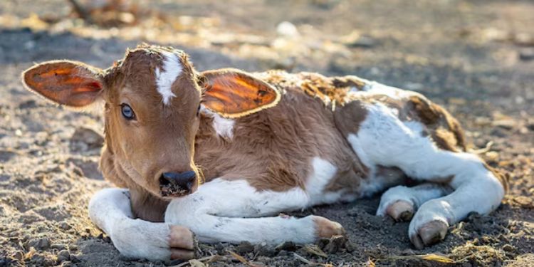 Newborn in Cross Breed Dairy Cattle